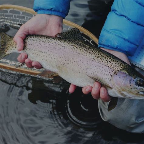 Brook trout vs brown trout a simple guide – Artofit