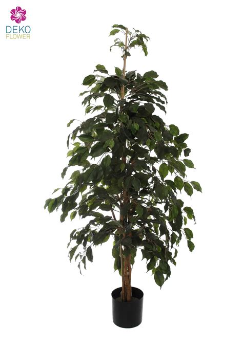 K Nstlicher Ficus Baum Exotica Gr N Cm