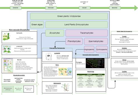 Plant Evolution Diagram | Quizlet