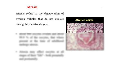 SOLUTION Menstrual Cycle And Hormonal Control Of Oogenesis Studypool