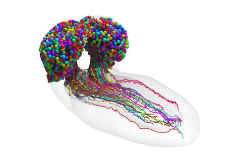 Video First Map Of An Insect Brain Scientists Map Complete Brain Of