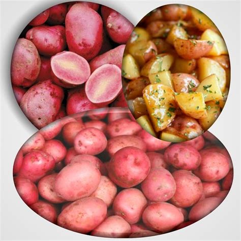 Healthiest Potatoes Evergreen Tips