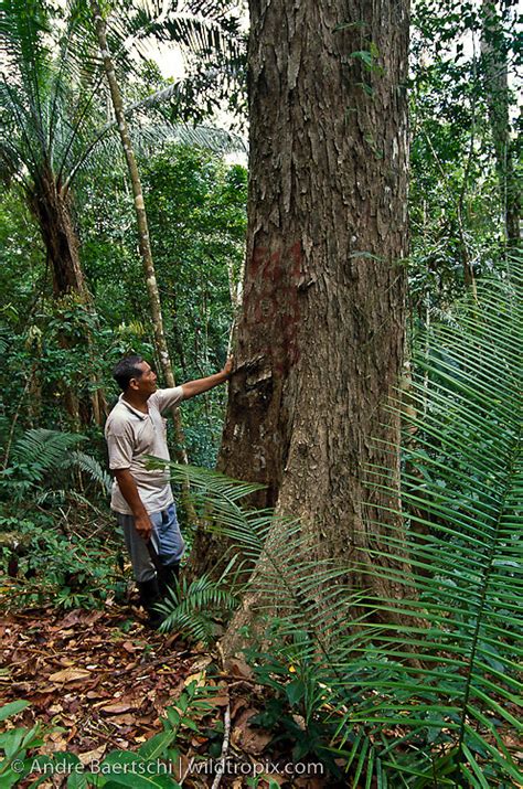 Native Sharanahua Indian At The Base Of A Rare Mahogany Tree Siwetenia