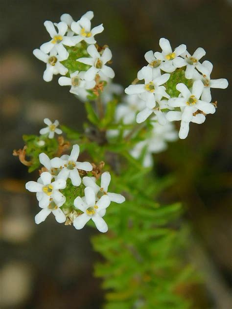 Selago Scabrida From Greyton Tiergat South Africa On March