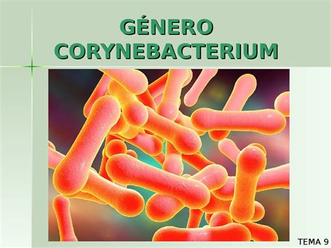 Bacteriologia Corynebacterium Diapositivas De Bacteriología Docsity