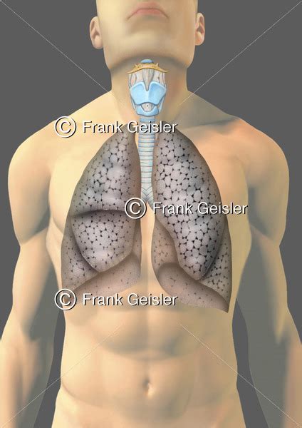 Copd Raucherlunge Erkrankung Der Lunge Linker Und Rechter