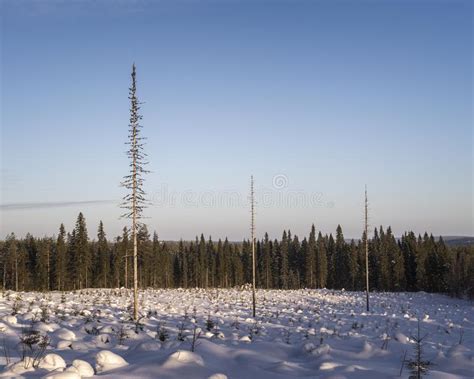 Paisagem Do Inverno Em Lapland Imagem De Stock Imagem De Exterior