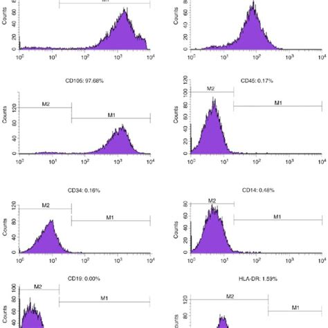 Msc Morphology And Differentiation Capacity Identification Msc