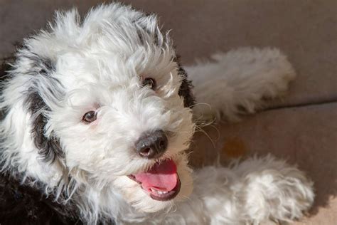 Sheepadoodle Dog Breed Information & Characteristics