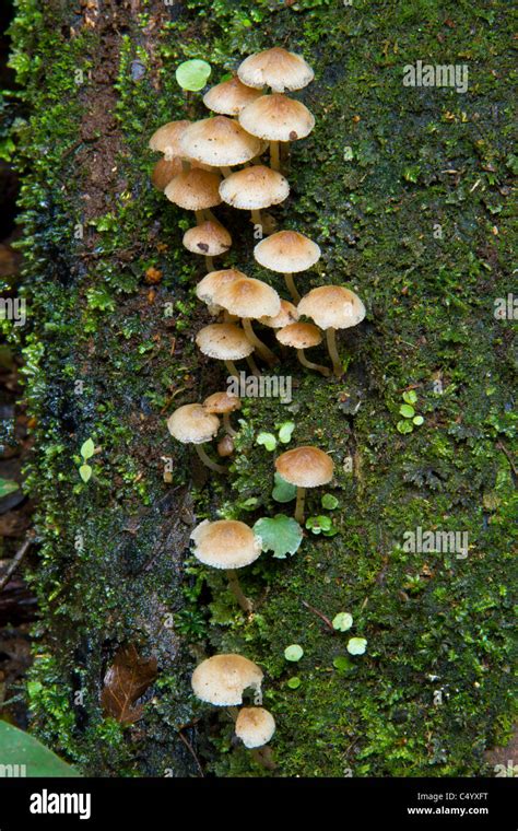 Hongos Que Crecen En El Tronco De Un Rbol En Un Bosque Fotograf A De