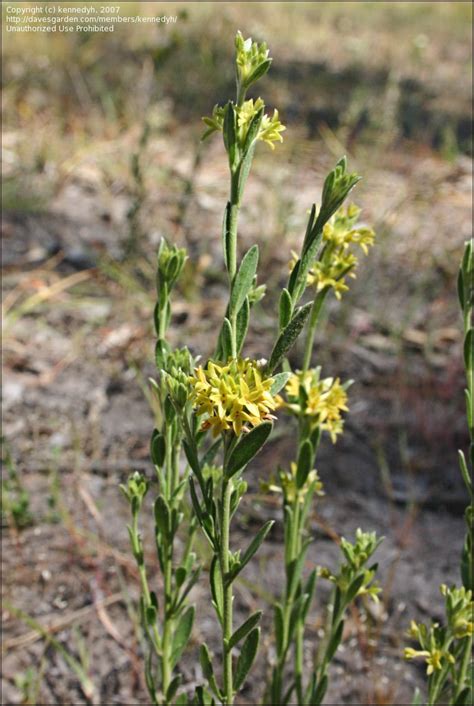 PlantFiles Pictures Pimelea Species Curved Rice Flower Pimelea