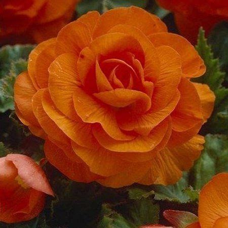 Бегония Махровая Медная 1 шт. – купить луковицы цветов в питомнике "КСП ...