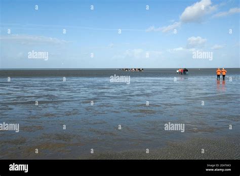 Wattwanderung Wattenmeer Nordseekueste Stock Photo Alamy