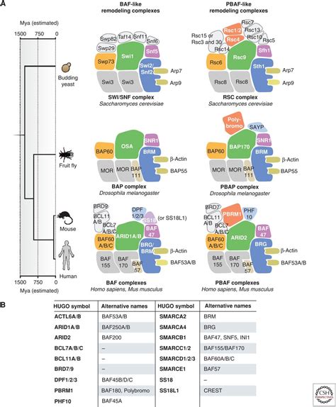 The Many Roles Of Baf Mswi Snf And Pbaf Complexes In Cancer