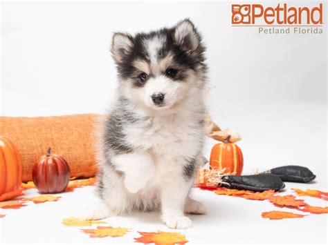 Pomsky Puppies For Sale In Miami Florida Made A Great Forum Ajax