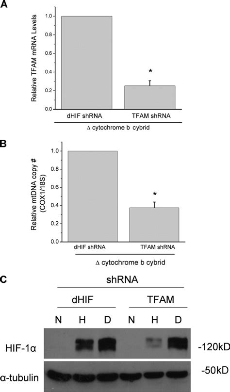 RNAi of TFAM diminishes hypoxic stabilization of HIF 1α protein