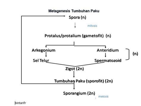 Pergiliran Keturunan Tumbuhan Paku Dalam Daur Hidup Tumbuhan Paku