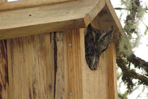 The Good Life Bird Houses And Owls