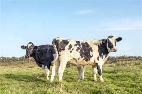 Holstein Frisian Cow Standing In Meadow Stock Image Image Of Domestic