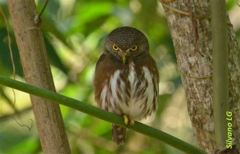 Glaucidium Griseiceps Filo Chordata Clase Aves Listado De Especies