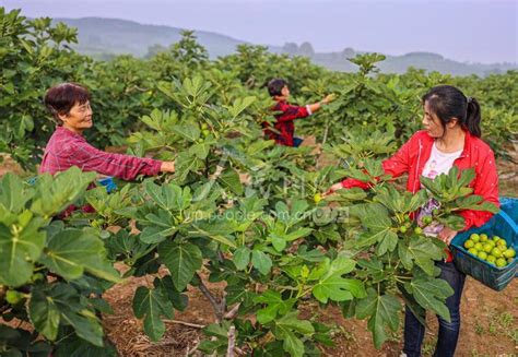 山东荣成：无花果“甜蜜”上市 人民图片网