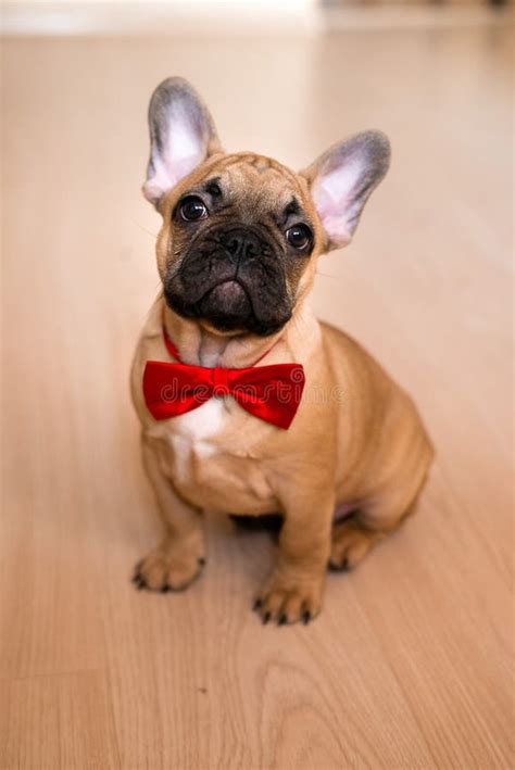 Portrait Picture Of A French Bulldog Puppy Sitting On Floor At Home