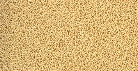 Organic Amaranth Grain Baltorofoods