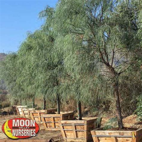 Shoestring Acacia Desert Trees Moon Valley Nurseries