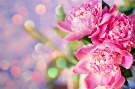 Peony Wallpaper Images