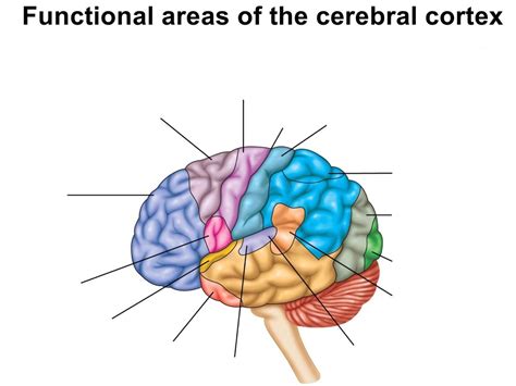 Physiology Exam Chapter Diagram Quizlet