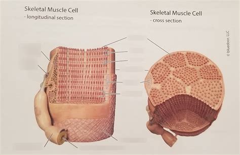 Neuromuscular Junction Diagram Quizlet