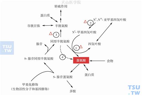 【附图】 氨基酸代谢 肿瘤恶液质 天山医学院