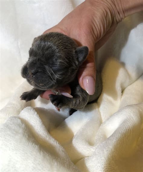 Tiny Mini French Bulldog puppy for sale los angeles, ca female ...