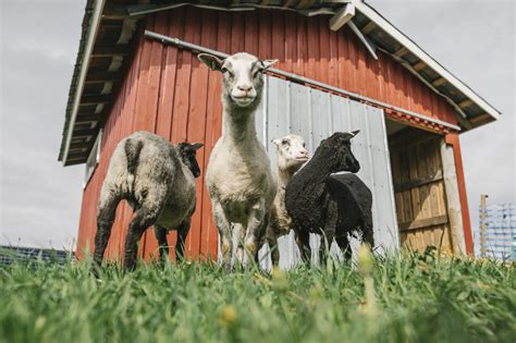 Welcome to Hiidenniemi animal farm! - Hiidenniemi Animal Farm