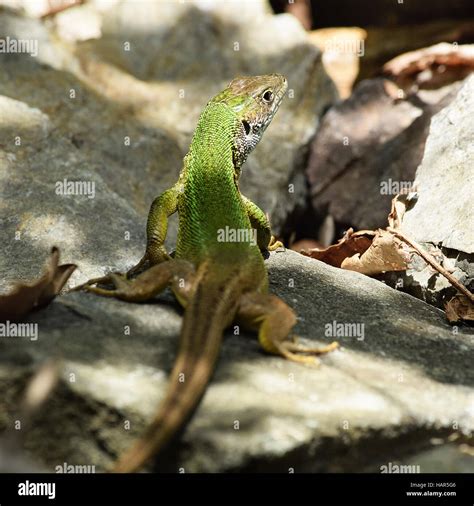 European Green Lizard In The Wild Stock Photo Alamy