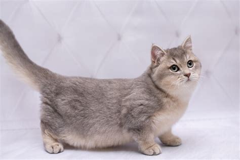 Angora Turco Origen Caracter Sticas Y Cuidados De Una Raza Elegante