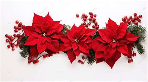 Floral Flat Lay Red Christmas Flower Poinsettia And Thuja Branches Over