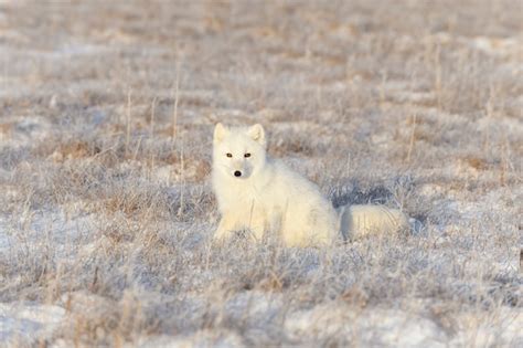 Raposa Do Rtico Vulpes Lagopus Na Tundra Wilde Raposa Do Rtico