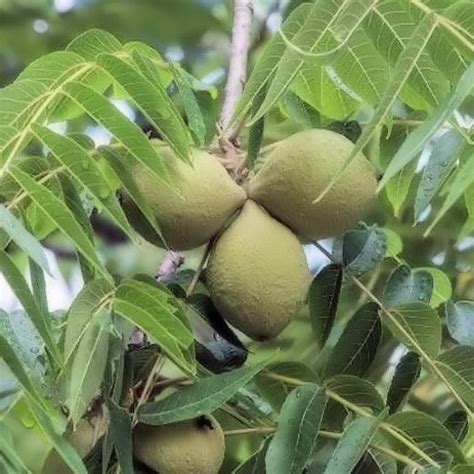 BLACK WALNUT NATIVE | Advanced Nursery Growers