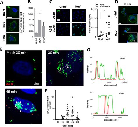 MeV Induces Fluid Uptake In A SLAMF1 Dependent Manner A A549 SLAMF1