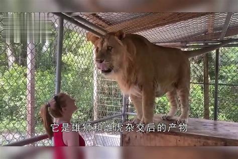 世界上最大猫科动物，重达1000斤，体型比老虎狮子大2倍？体型老虎狮子