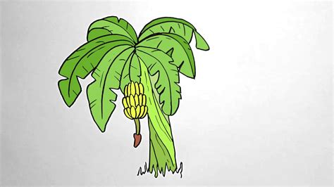 How To Draw Banana Tree Step By Step Youtube