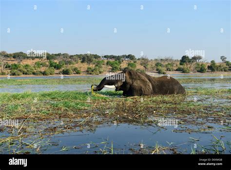 Africa Botswana Chobe National Park Elephant Animal Safari Water