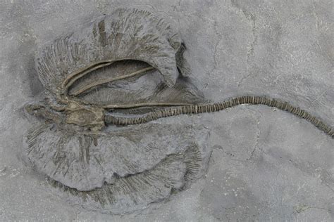 6.8" Fossil Crinoid (Dimerocrinus) - Rochester Shale, New York (#295512 ...