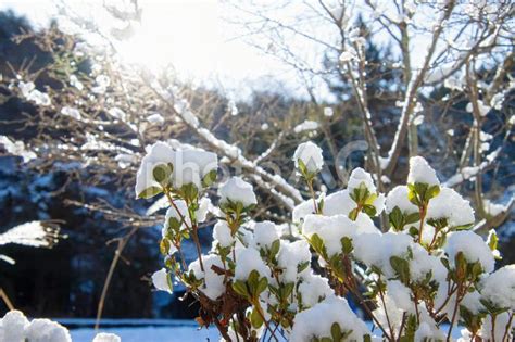 葉っぱに積もった雪 No 25616232｜写真素材なら「写真ac」無料（フリー）ダウンロードok