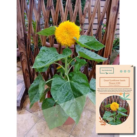 Dwarf Teddy Bear Sunflower Seeds Flower Seeds 189 Lazada PH