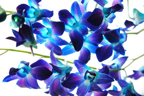 Blue Orchid Wallpapers - Top Free Blue Orchid Backgrounds - WallpaperAccess