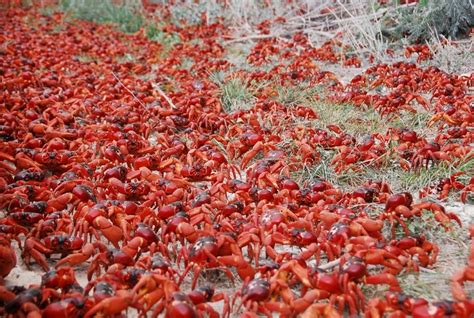 Annual Red Crab Migration On Christmas Island Photofun4ucom