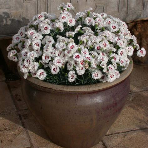 Dianthus Plumarius Scent First Coconut Sundae Oeillet Mignardise Aux