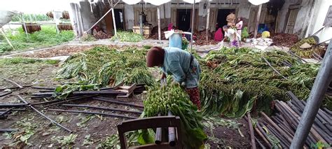 Pengolahan Tembakau Asepan Bikin Cuan Melimpah Jagad Tani Petaninya